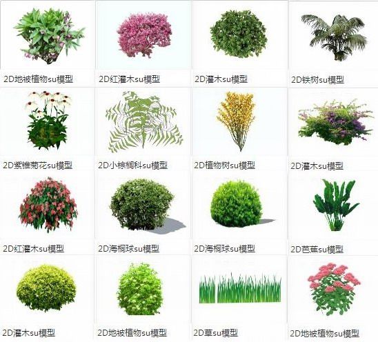 Sketchup素材模型 灌木 地被植物 草 芭蕉 菊花 海桐球 小棕榈科